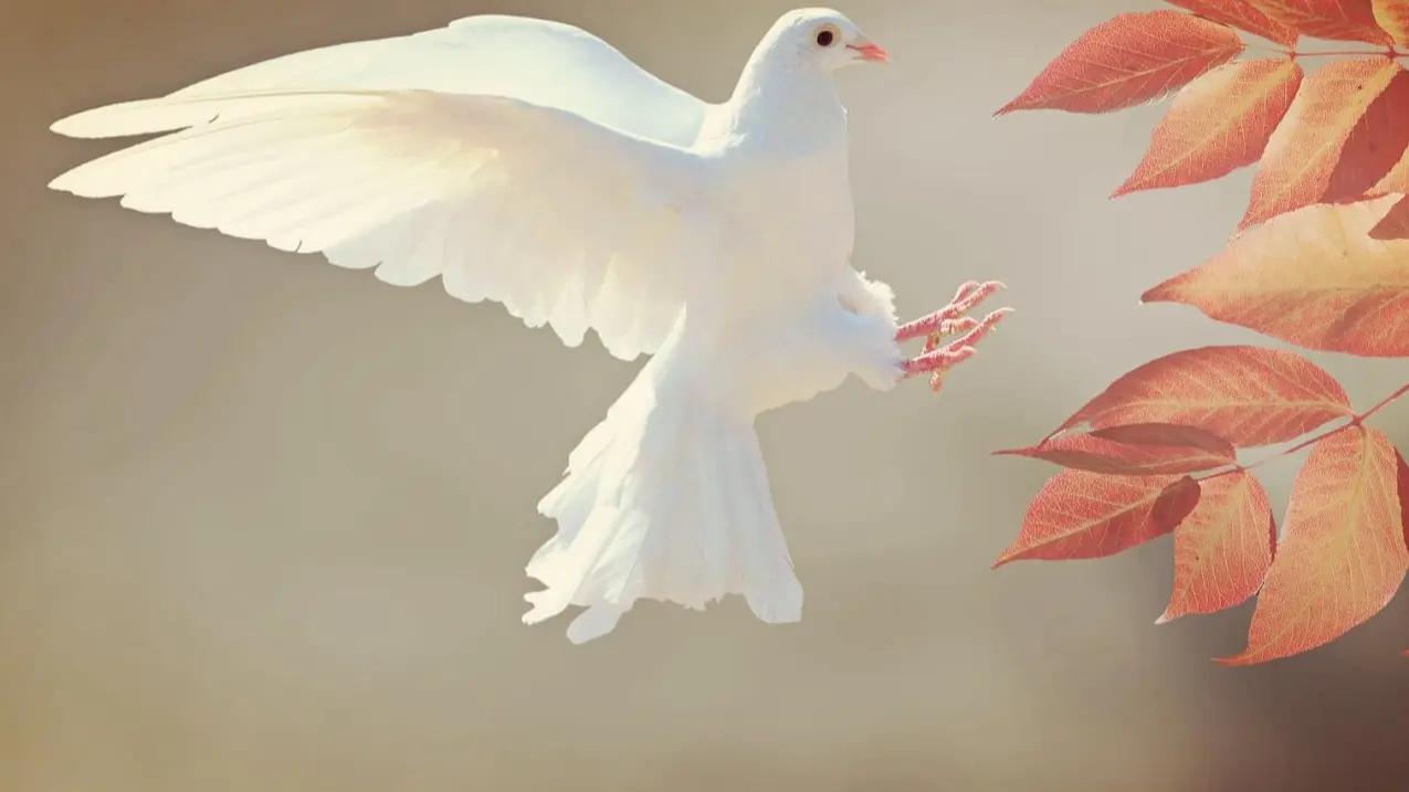 Radical Peace